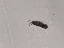 Insetti neri con le ali. Sapete Dirmi Che Insetto E Un Innocuo Coleottero Stafilinidae Carpelimus Sp Natura Mediterraneo Forum Naturalistico