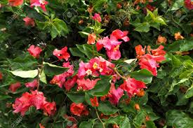 We did not find results for: Pink Flower In The Big Green Leaf And Green Garden Stock Photo Picture And Royalty Free Image Image 73206569