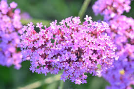 Check spelling or type a new query. The Verbena Flower Is A Beautiful Perennial Plant That Blooms In Pots And Summer Planters Floraqueen