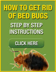 Be patient as removing bedbugs often takes some time and effort. How To Treat Bedbugs Stop Bedbug Infestations