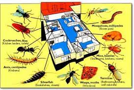 Georgetown texas pest control service and pest control supplies by allstate pest control. All States Pest Control Termite Control Fumigations Exterminating