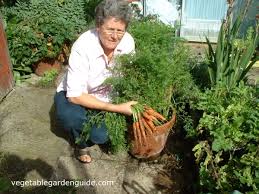 Because carrots should be grown at a spacing of about an inch apart, the wider the pot, the more carrots you can grow. Learn How To Grow Carrots A Versatile And Delicious Vegetable