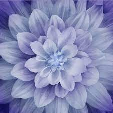 Dream Big Hydrangea Spectrum Print Panel Big Flowers Flower Panels Digital Flowers