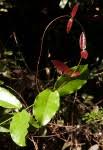 Image result for Dictyophleba lucida