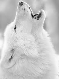 White Wolf Gorgeous Beyaz Kurt Hayvan Fotografciligi Hayvan