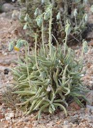 Image result for Kleinia