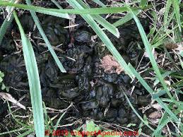 We did not find results for: Inspect Septic Drainfield Soil Condition Wet Soils Nostoc Commune Evidence Of Septic System Failure