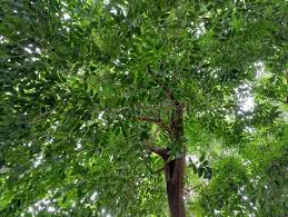 Image result for Putranjivaceae