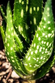 Image result for Aloe mossurilensis