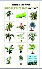 indoor palm trees tree care hawkama website