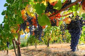 Les plants peuvent se planter durant tout l'hiver. Vigne De Table Planter Et Tailler Ooreka