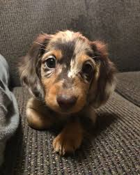Smooth, wire, and long haired dapple dachshunds. Pin On Perritos Bebes Permitidos