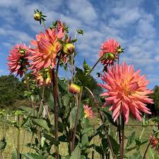 Image result for Dahlia
