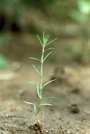 Image result for Polycarpaea corymbosa