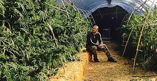 Green houses are a great way to extend your vegetable growing season in a cold climate. The Best Kept Secret To Increasing Your Harvests Blog Americover