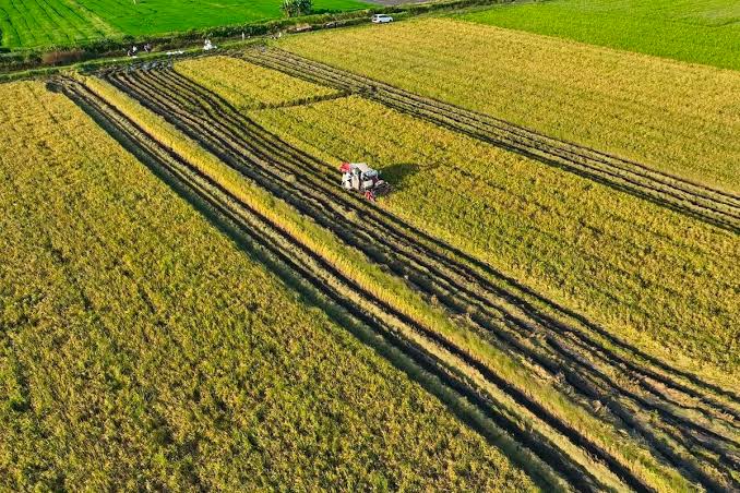 Dari Pupuk hingga Harga Panen, Pemerintah Perkuat Ekosistem Pertanian untuk Petani