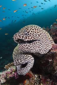 2 Male Honeycomb Moray Eels Click Here To Find Out More Criaturas Marinhas Animais Marinhos Aquario Marinho