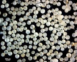 Image result for Heteromorpha involucrata