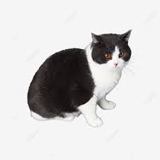 Namun, makanan yang dihantar bukan menggunakan motosikal atau kereta, tetapi hanya basikal uzur yang setia dikayuh dalam hujan dan panas. Gambar Kucing Dengan Bulu Lembut Rambut Pendek Kucing Shorthair Kucing Png Dan Clipart Untuk Muat Turun Percuma