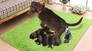 Newborn Puppies Are Very Much Like Their Mother Chocolate Labrador Retriever Newborn Puppies Chocolate Labrador