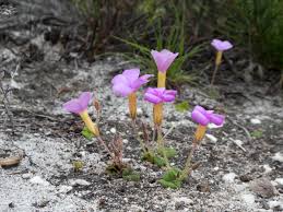 Image result for Oxalis purpurascens