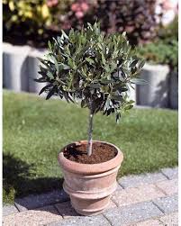 Plein soleil, floraison fin du printemps, arroser 1/ quinzaine sans excès, fertiliser 1/mois. Amenager Un Terrain Sec En Plein Soleil Quelles Plantes Choisir Achat Et Vente Plantes Pour Amen Arbuste Jardin Moderne Vente De Plantes