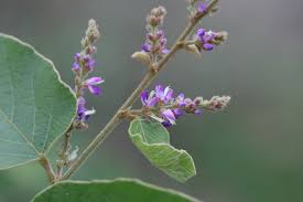 Image result for Polhillides velutina