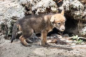 Dogs have been hanging around humans for thousands of years, and that fact has changed what dogs look like and how they behave. Litter Of Red Wolf Pups Emerge From Their Den Zooborns