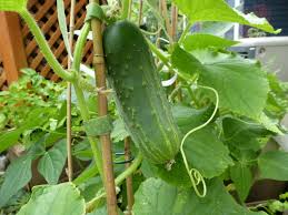Image result for how to self pollinate cucumbers