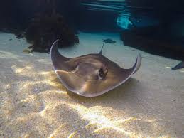 Image result for Stingray