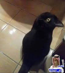 اللي شافه غراب يصف جنبي