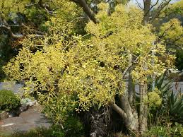 Image result for Steganotaenia hockii