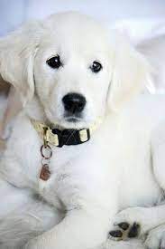 We did not find results for: Hie Snow White White Golden Retriever Puppy Retriever Puppy Dogs And Puppies