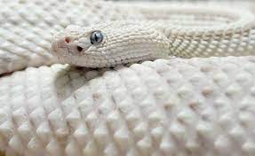 White Snake Albino Animals Rare Albino Animals Animals Beautiful
