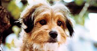 10 Fascinating Facts About Benji
