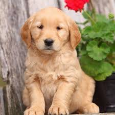 Puppies, kittens and pets classified ads from connecticut and ct surrounding area from the bargain news. Golden Retriever For Sale Ct Golden Ratriever Puppies Facebook