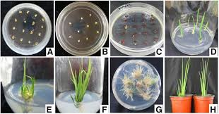 We did not find results for: Representative Images Of Stages In Tissue Culture From Seeds To Plants Download Scientific Diagram