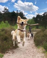 Golden Retriever Auf Instagram Quot Nailed It Hollowellhounds Lunainlondon Quot Cute Dogs Cute Animals Funny Animals Animals