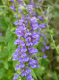 Image result for Lobelia thermalis