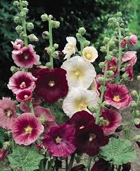 Hollyhock Indian Spring Mix With Single And Semi Double Flowers On 6 7 Ft Tall Plants Hollyhocks Flowers Flower Seeds Flowers