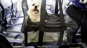 United Airlines Bans Dozens Of Breeds Of Pets From Flying Is Yours One Of Them Pet Travel Flying With Pets Dogs