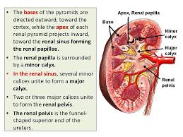 Renal columns are cortical tissue that is interposed between the pyramids. Anatomy Of Kidney By Prof Saeed Abuel Makarem