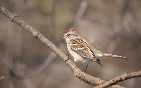 Image result for Microcharis asparagoides