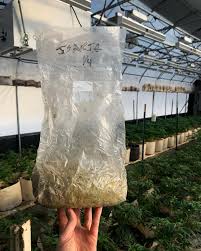 Image result for Isaria sp.