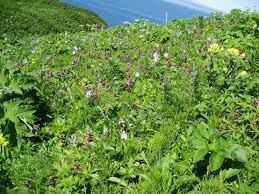 Image result for Xyris aristata