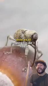 Insecto Taladro #gorgojo #entomologia