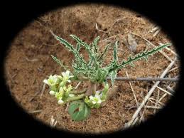 Image result for Jatropha erythropoda