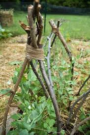 Have To Remember This For When My Peas Start Growing Pea Trellis Garden Vines Plants