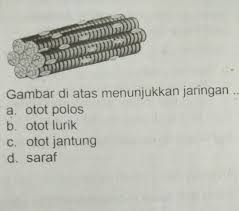 Meningkatkan imunitas serta mengatasi stres dan kelelahan 23 Gambar Di Atas Menunjukkan Jaringan A Otot Polosb Otot Lurikc Otot Jantungd Saraf Brainly Co Id