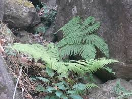 Image result for Macrothelypteris